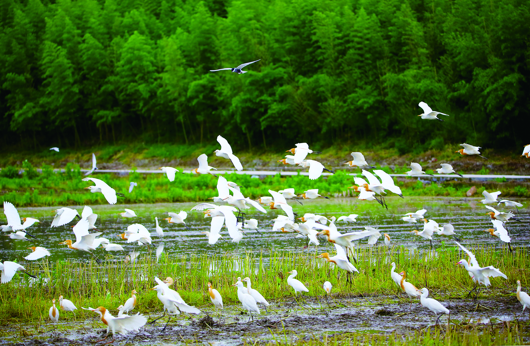 农田翻耕鹭鸟飞和谐相处生态美