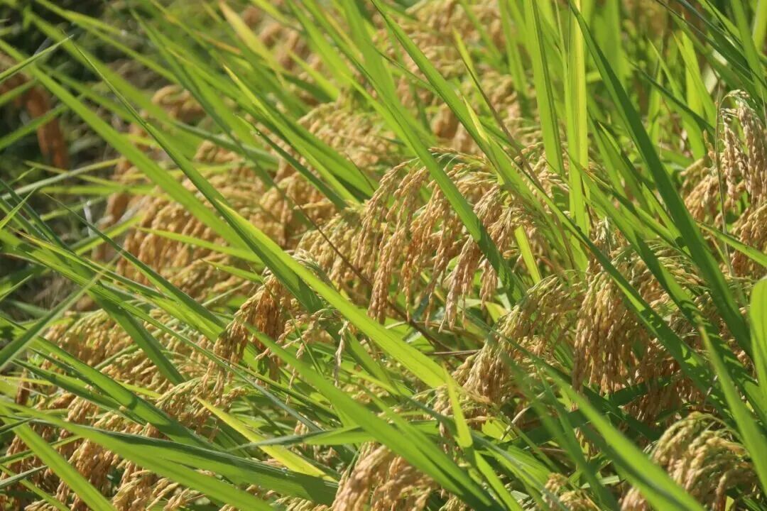 1水稻丰收.jpg