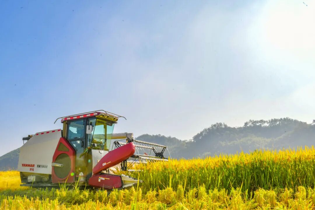 3机械化收割.jpg
