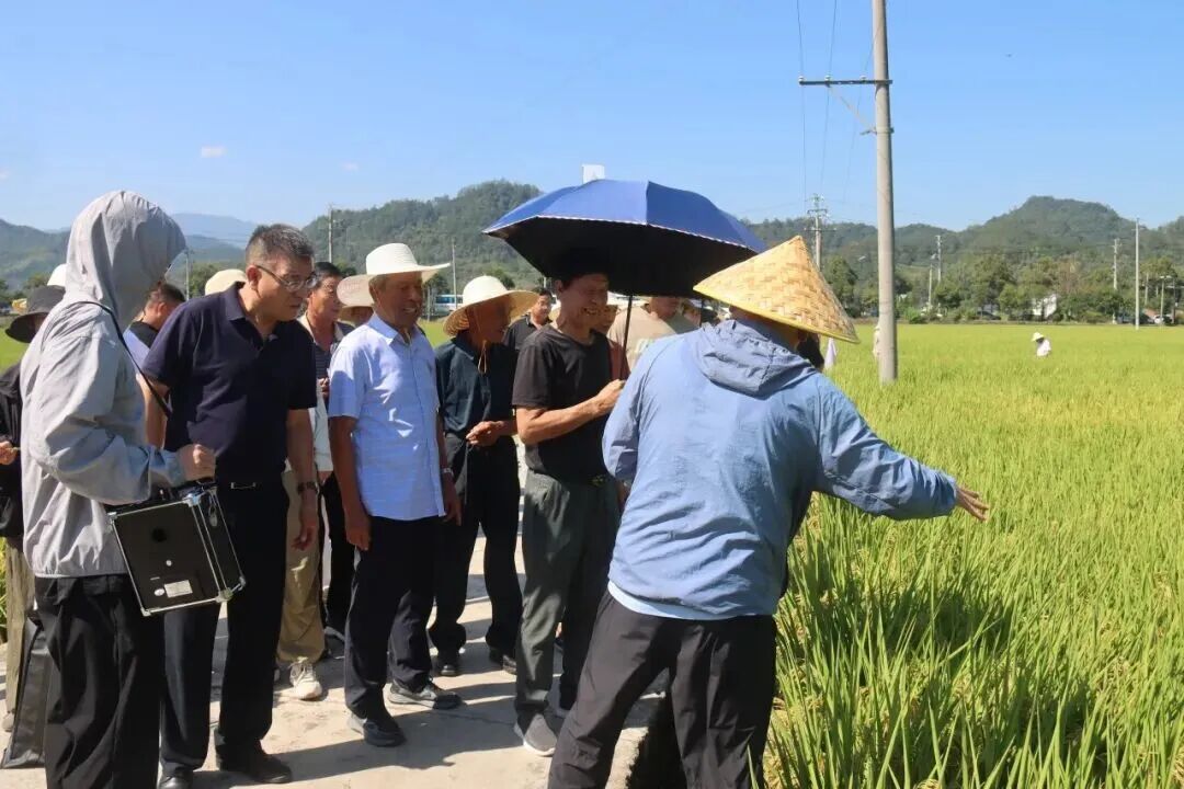2水稻现场观摩会.jpg